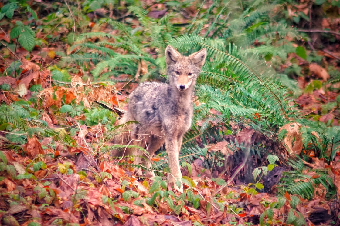Young coyote surrounded by wet fallen leaves and ferns