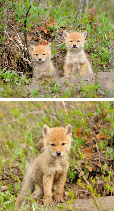 Coyote Pups