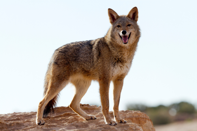 Happy Coyote