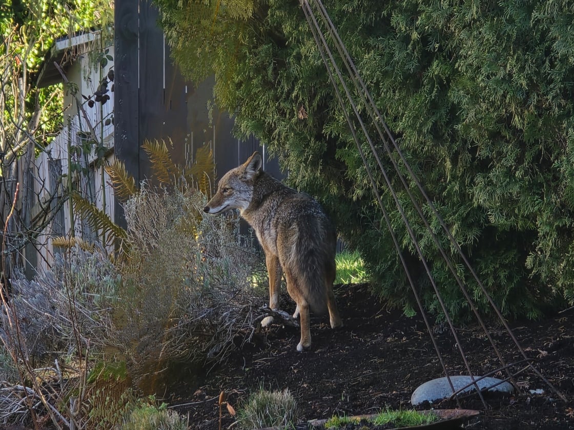 Coyote