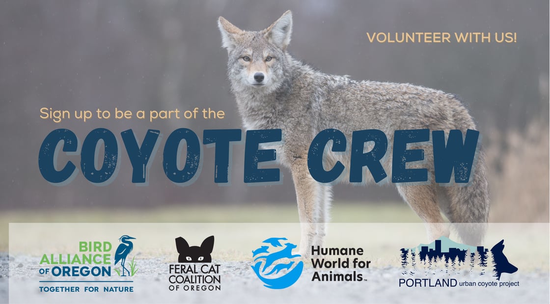 Sign up to be part of the Coyote Crew