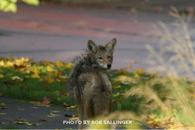 Alameda Coyote by Bob Sallinger