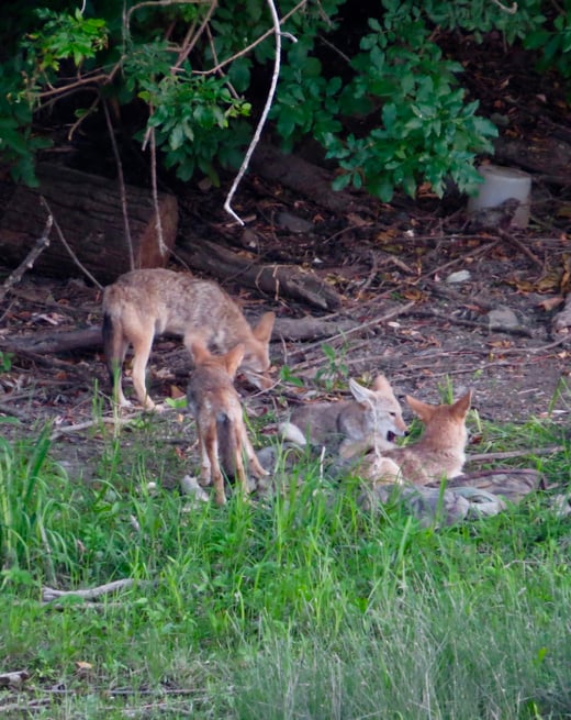 Coyote Pups